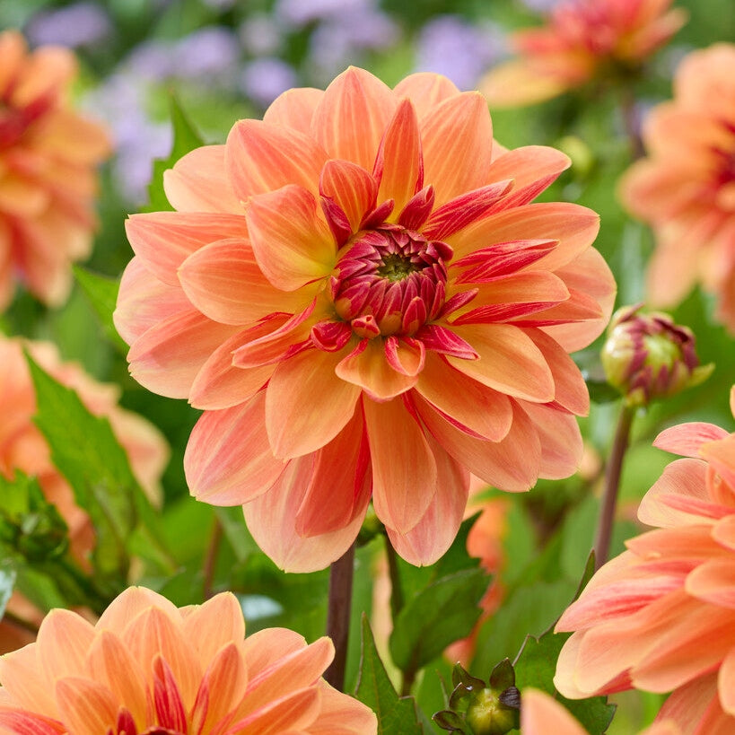 Dahlia Arancia Dekorativ 1-pack NYHET
