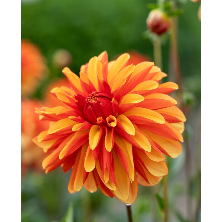 Dahlia Japlou Dekorativ 1-pack NYHET