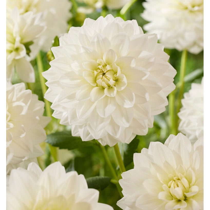 Dahlia White Swan Dekorativ 1-pack NYHET