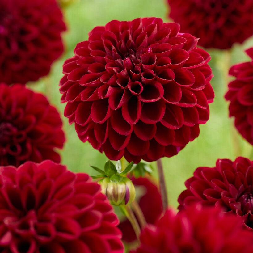 Dahlia Maroon Fox Ball 1-pack NYHET
