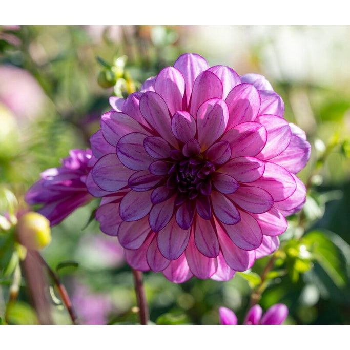 Dahlia Dekorativ Seducation 1-pack