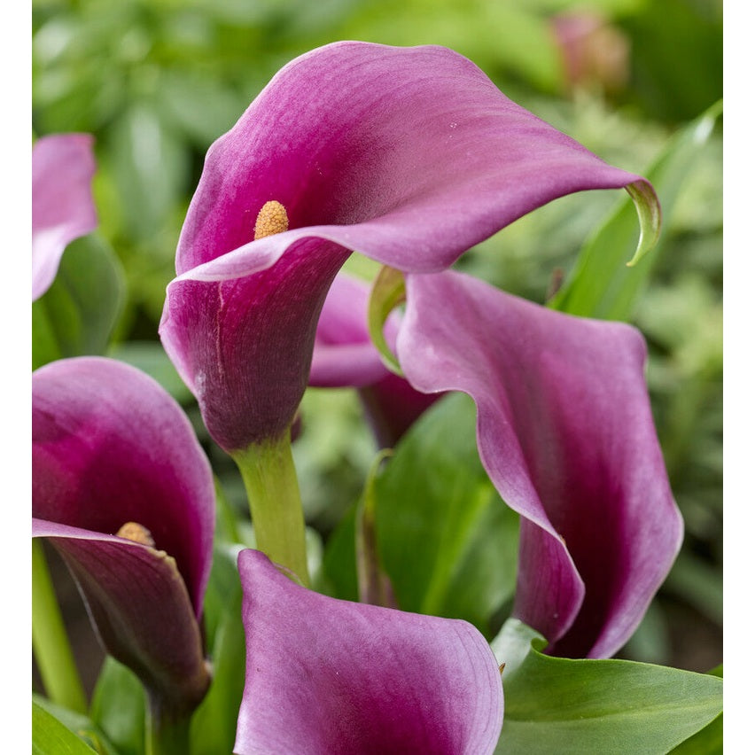 Zantedeschia Purple 1-pack