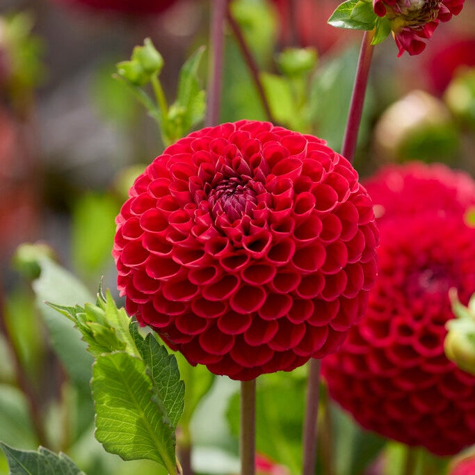 Dahlia Boll Cornel 1-pack NYHET