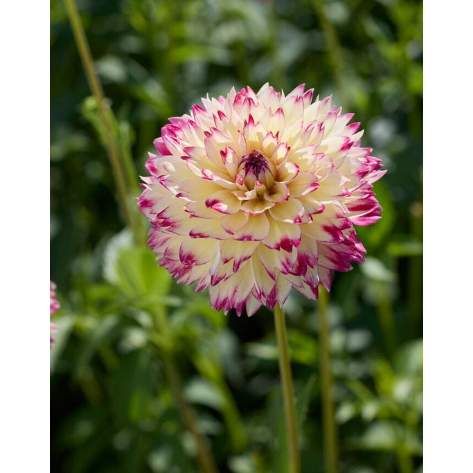 Dahlia Ariko Aphrodite Dekorativ 1-pack NYHET