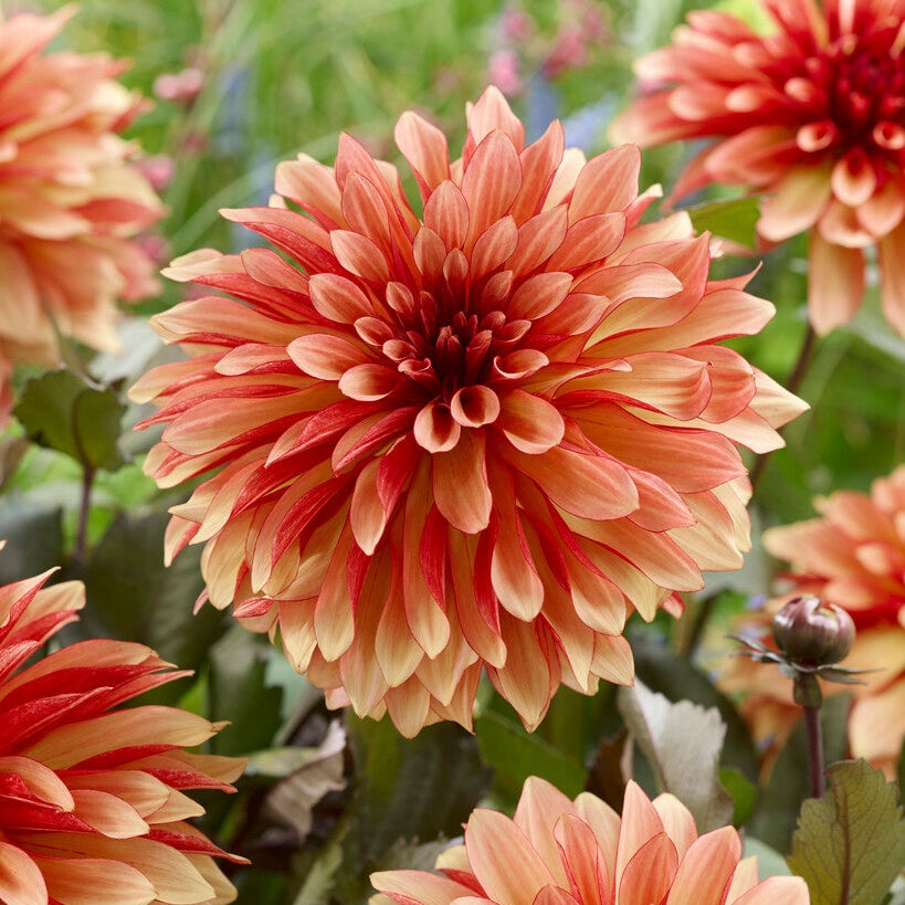 Dahlia Foxy Dekorativ 1-pack NYHET
