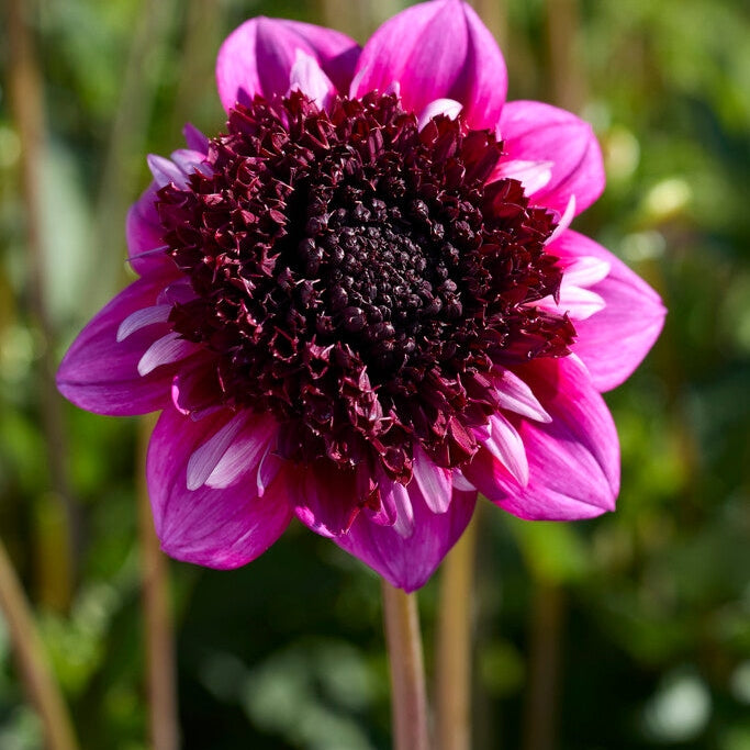 Dahlia Missis Amy Singel Flowering 1-pack NYHET