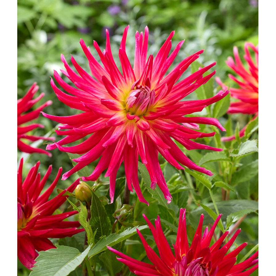 Dahlia Cactus Bora Bora 1-pack NYHET