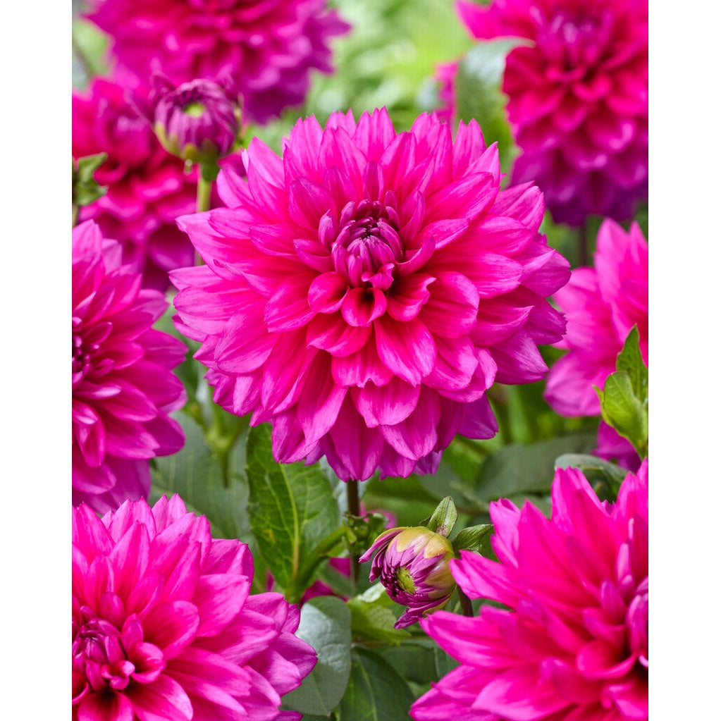 Dahlia Fuschia Charm pompon 1-pack NYHET