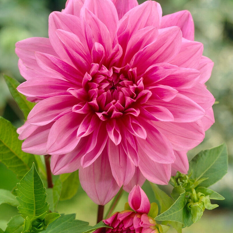 Dahlia Deorativ Lavender Perfection 1-pack