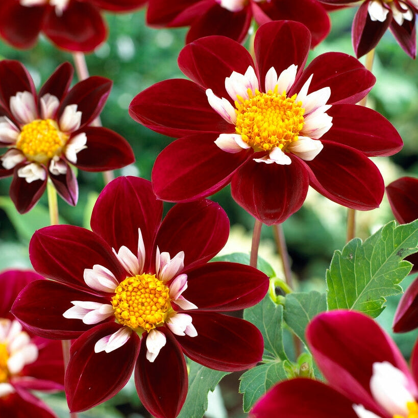 Dahlia Anemone Mary Eveline 1-pack