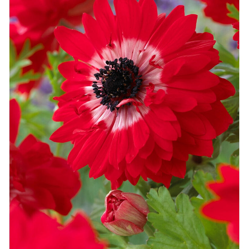 Bukettanemon-Anemone Coronaria The Caen Rood 15 -pack