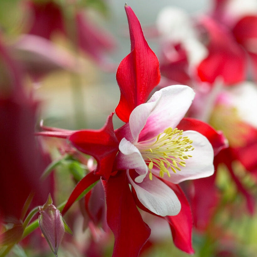 Akleja-Aquilegia Swan Red and White 2-pack
