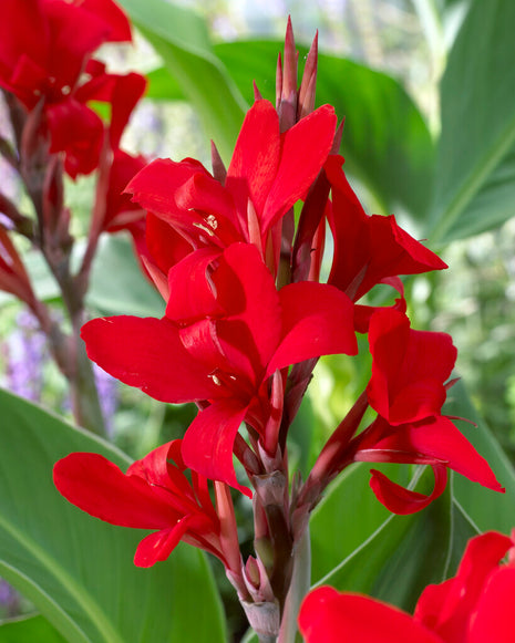 Canna Red 1 kpl