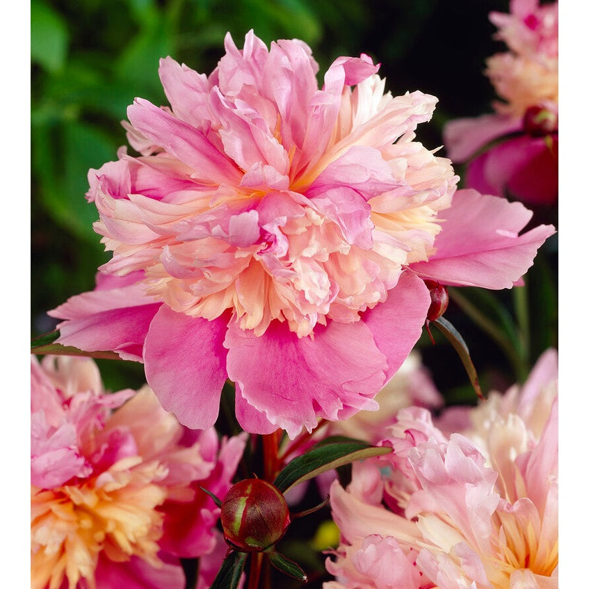 Pion-Paeonia Mme Emile Debatain 1-pack