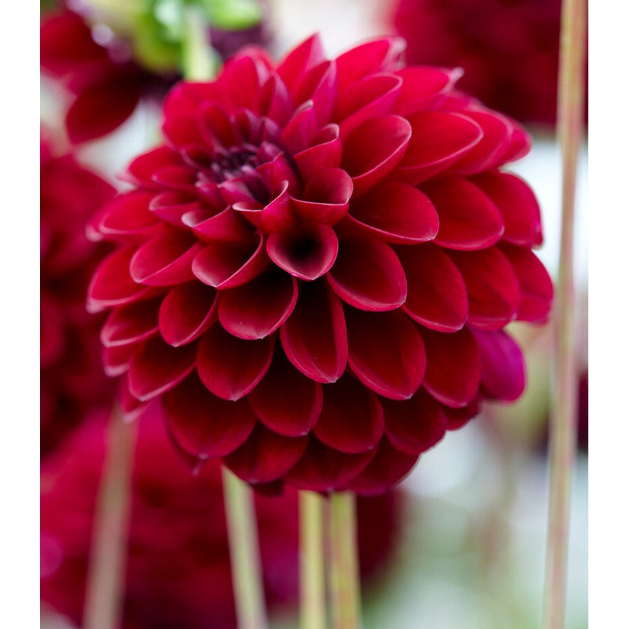 Dahlia Pompon Gipsy Night 1-pack NYHET