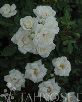 Rosa &