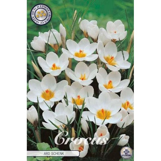 Bägarkrokus-Crocus Chrysanthus &