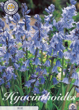 Spansk klockhyacint-Hyacinthoides hispanica 'Blue' 10-pack