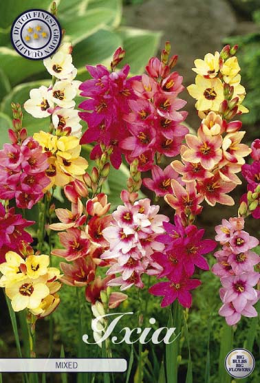 Ixia 'Mixed' 20-pack