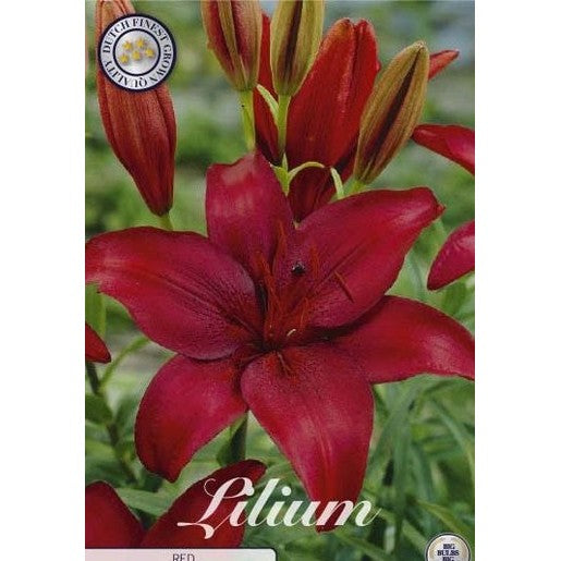 Asiatilja-Lilium asiatic 'Red' 2-pack