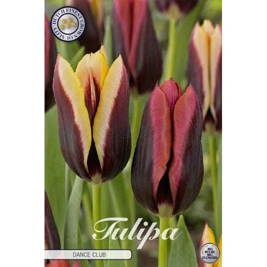 Tulpan Dance Club 10-pack