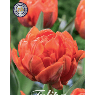 Tulpan Orca 7-pack