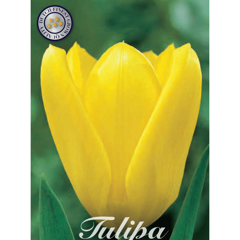 Tulpan Candela 10-pack