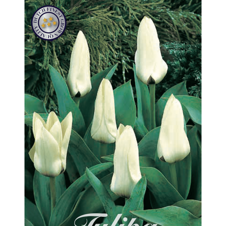 Tulpan Concerto 10-pack