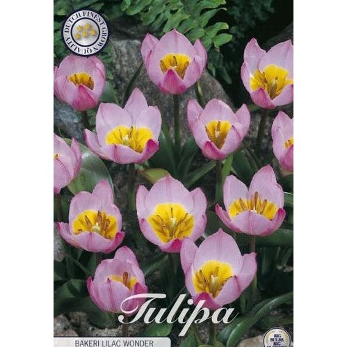 Tulpan Bakeri Lilac Wonder 10-pack