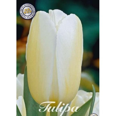 Tulpan &