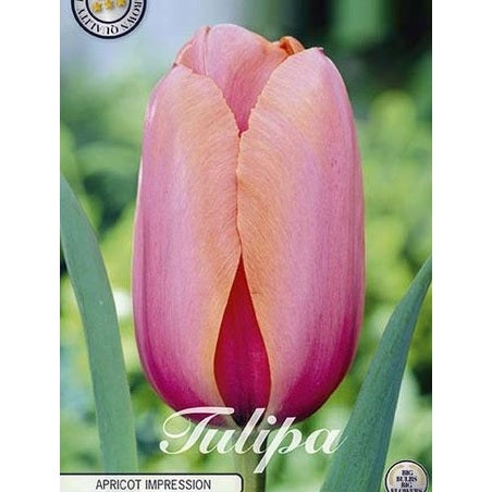 Tulpan &