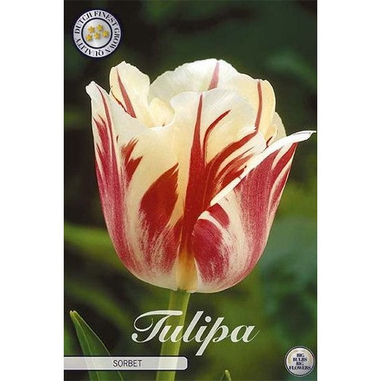 Tulpan Sorbet (NEW) 7-pack
