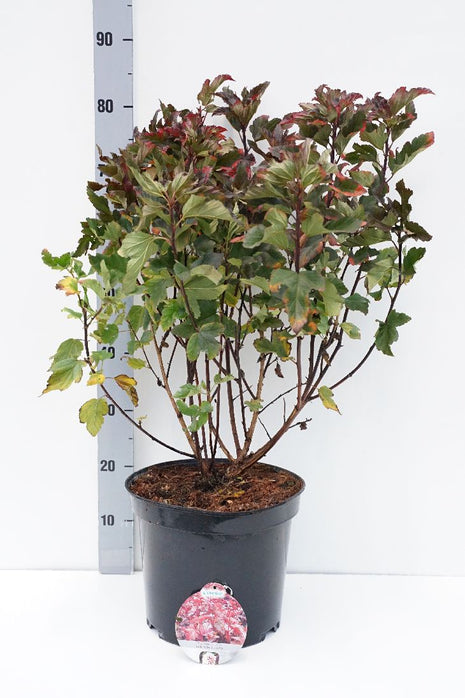 Punalehtinen spirea - Physocarpus op. Red Baron, 40-60 cm - Barrot - 25 Pack - Ilmainen toimitus 