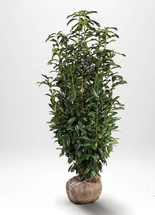 Lagerhägg Genolia RB - Prunus laurocerasus