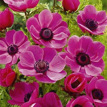 Bukettanemon-Anemone Coronaria The Caen Rose 15 -pack