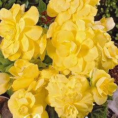Begonia Double Yellow 3-pack - Svedberga Plantskola AB - Köp växter Online med hemleverans.