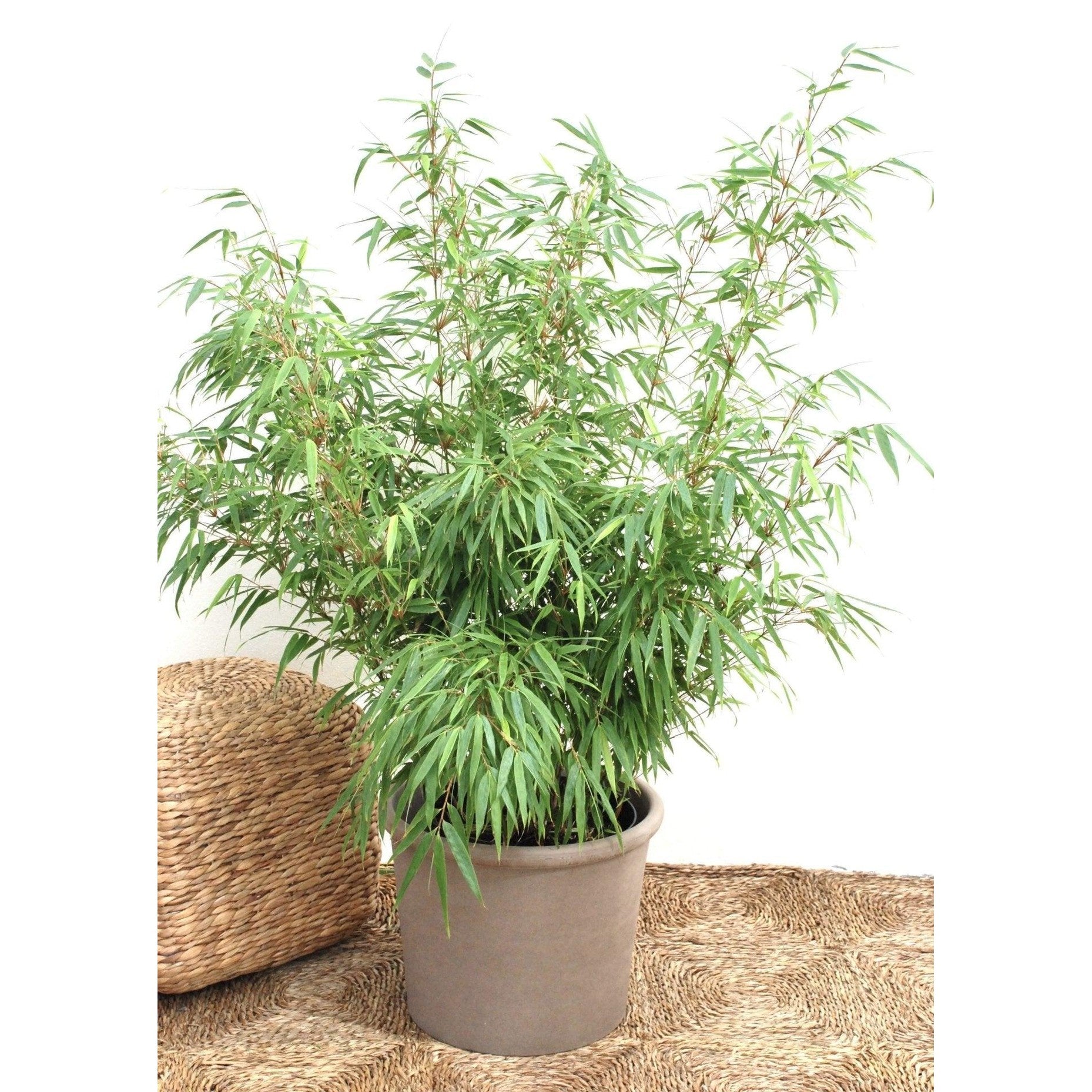 Bergsbambu - Rufa - Fargesia Sp 100-125cm, Co 15 - Storpack 20st