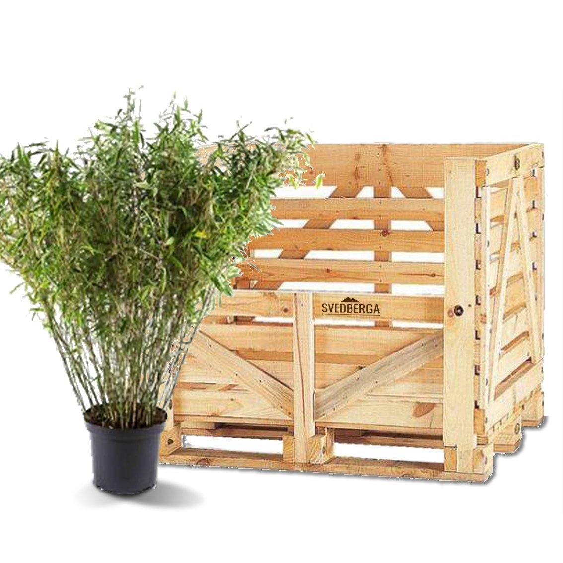 Bergsbambu - Rufa - Fargesia Sp 70-80cm, Co 5 - Storpack 90st