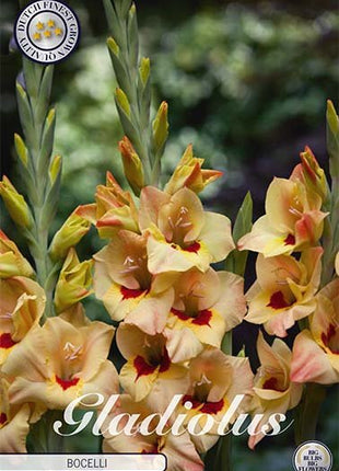 Gladiolus Bocelli 10-pack - Svedberga Plantskola AB - Köp växter Online med hemleverans.