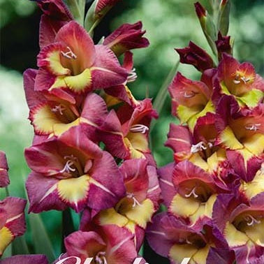 Gladiolus Breceria 10-pack