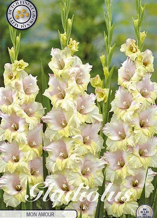 Gladiolus Mon Amour 10-pack - Svedberga Plantskola AB - Köp växter Online med hemleverans.