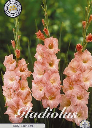 Gladiolus Rose Supreme 10-pack - Svedberga Plantskola AB - Köp växter Online med hemleverans.