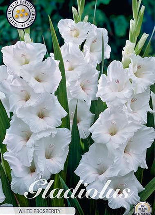 Gladiolus White Prosperity 10-pack - Svedberga Plantskola AB - Köp växter Online med hemleverans.