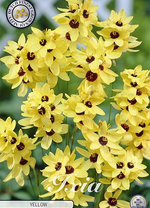 Ixia Yellow 15 -pack - Svedberga Plantskola AB - Köp växter Online med hemleverans.