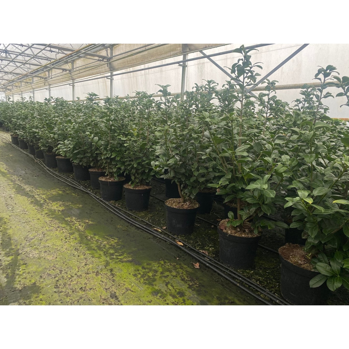 Lagerhägg - Prunus Laurocerasus 'Genolia' 100-125cm - Co 12