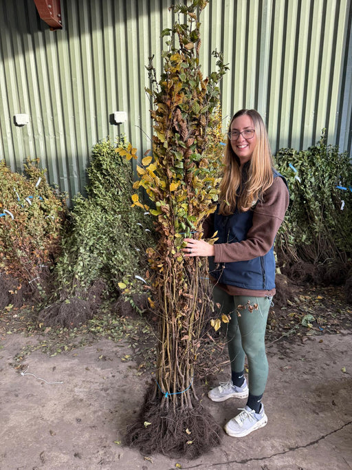 Från odling till plantering – Barrotens resa hem till dig
