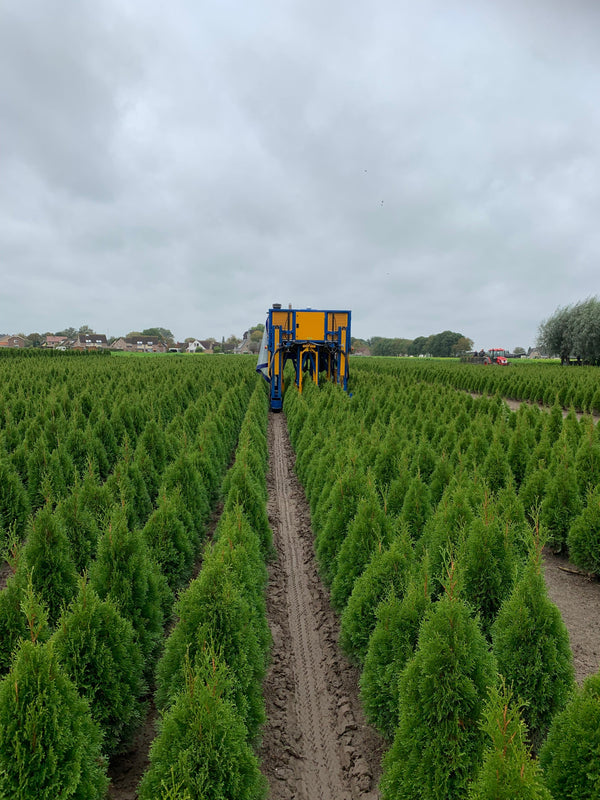Rotbeskärning av rotklumpsplantor: därför är det avgörande för etablering på vår och höst