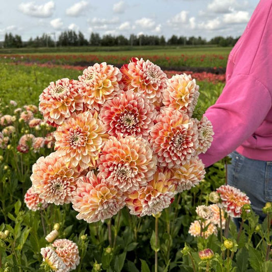 Dahlia ‘Jowey Fantasy’ Ball – Fördjupning och odlingsguide