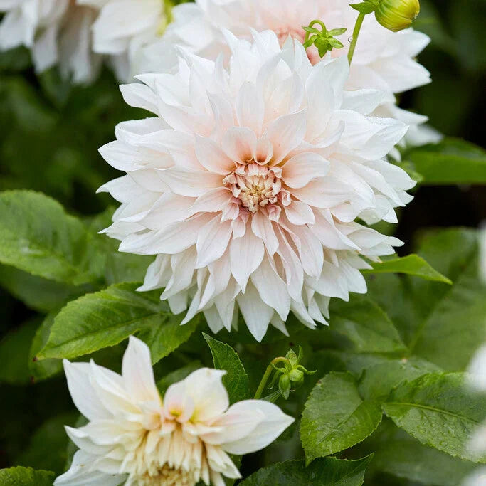 Dahlia ‘Café au Lait’ – plantering, skötsel & övervintring