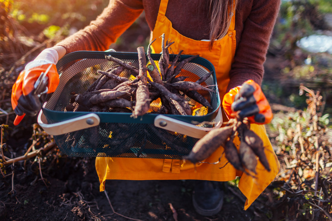 Konsten att vinterförvara dahliaknölar - En guide från Svedberga Plantskola